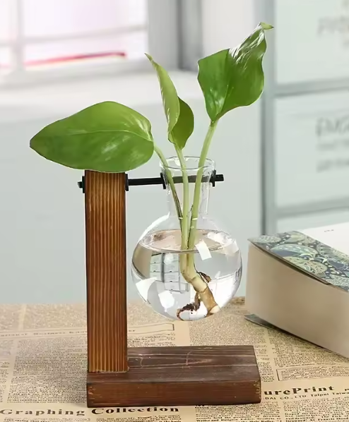 Hydroponic Glass Vase Set with Wooden Frame – Indoor Plant Propagation Kit