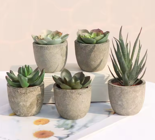 Mini Artificial Succulent Plants in Rustic Cement Pots